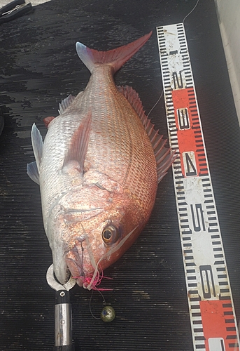 タイの釣果