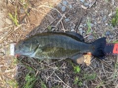 スモールマウスバスの釣果