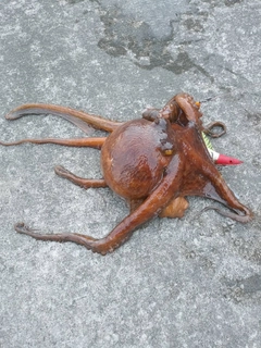 タコの釣果
