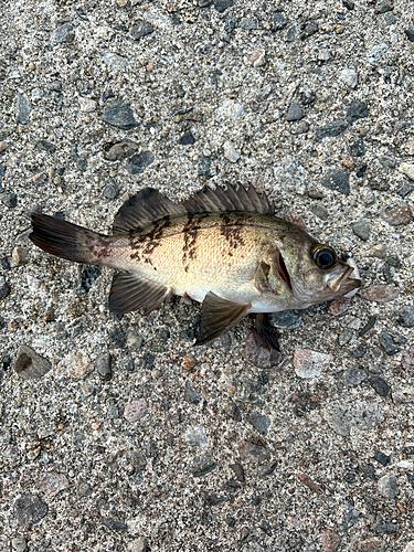 メバルの釣果