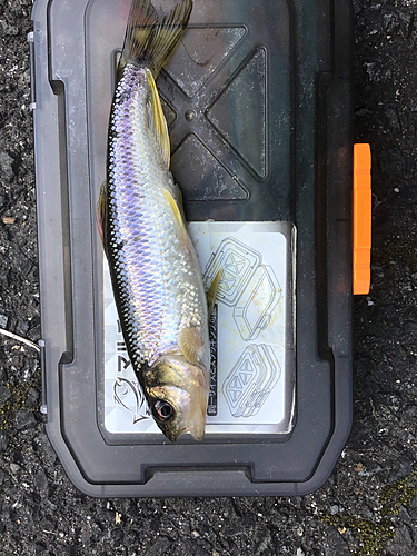 カワムツの釣果