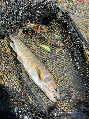 イワナの釣果