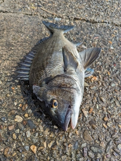 チヌの釣果