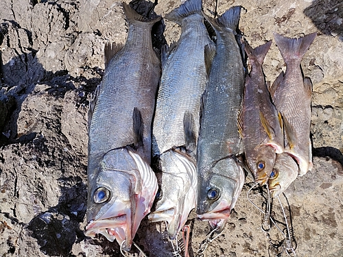 ヒラスズキの釣果