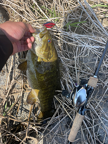 スモールマウスバスの釣果