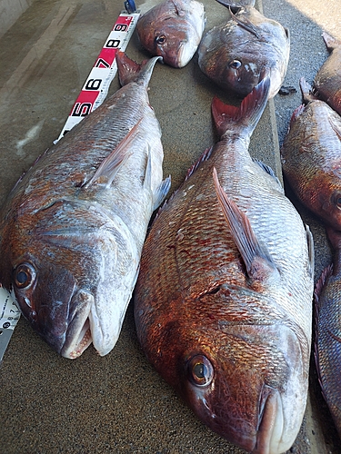 マダイの釣果