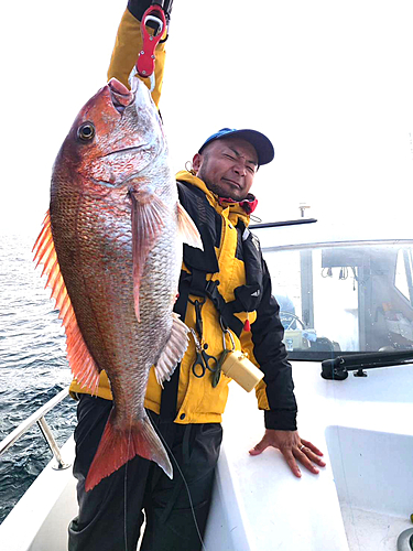 マダイの釣果