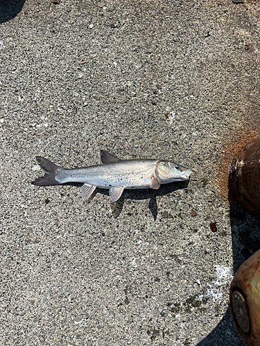 ウグイの釣果