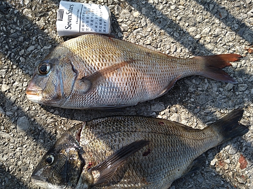 タイの釣果