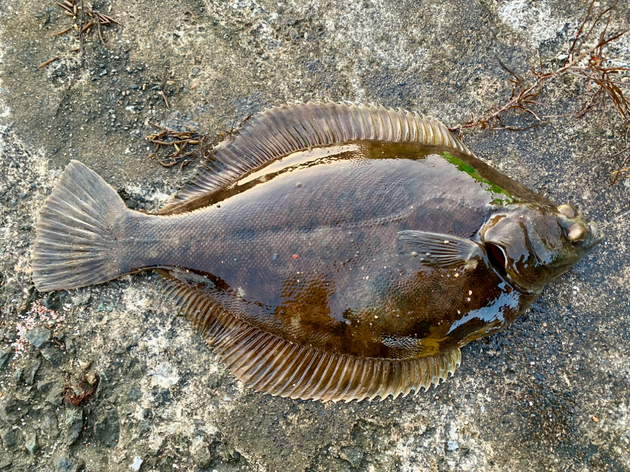 カレイ