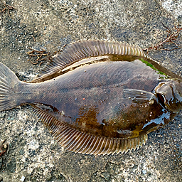 カレイ