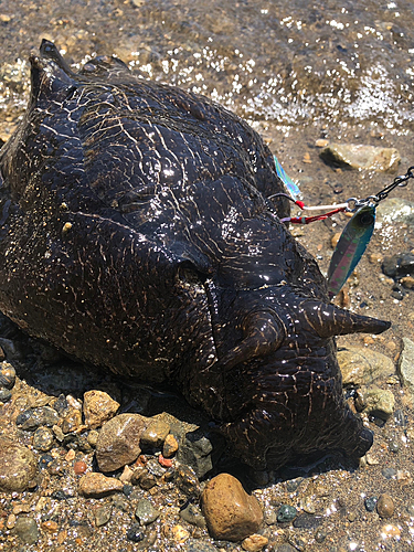 釣果