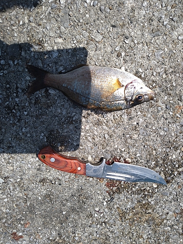 ウミタナゴの釣果