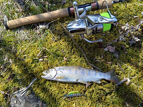 アマゴの釣果