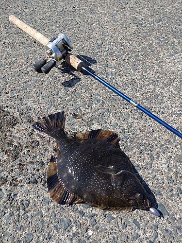 カレイの釣果