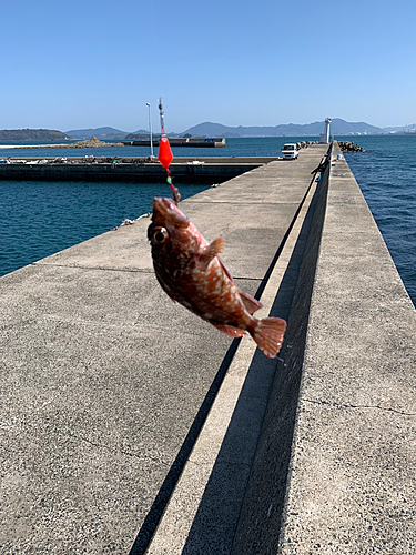 アラカブの釣果