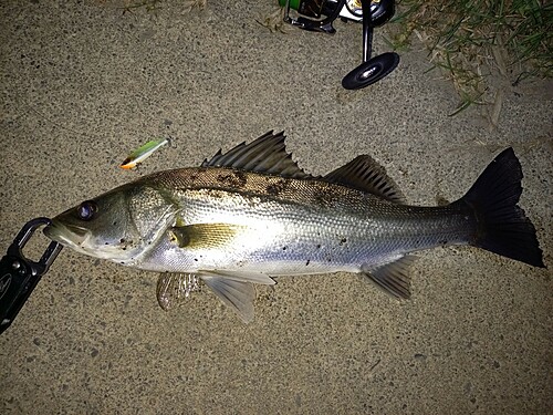 シーバスの釣果