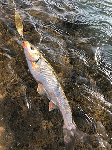 ウグイの釣果