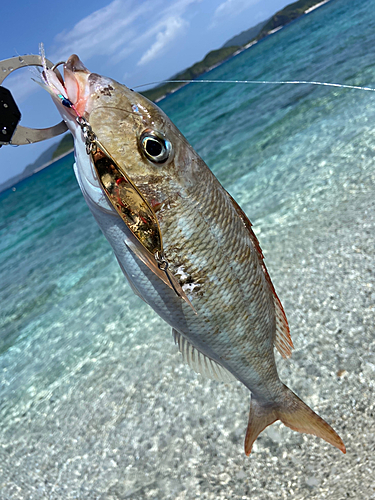 ホオアカクチビの釣果