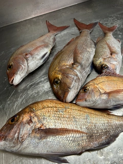 マダイの釣果