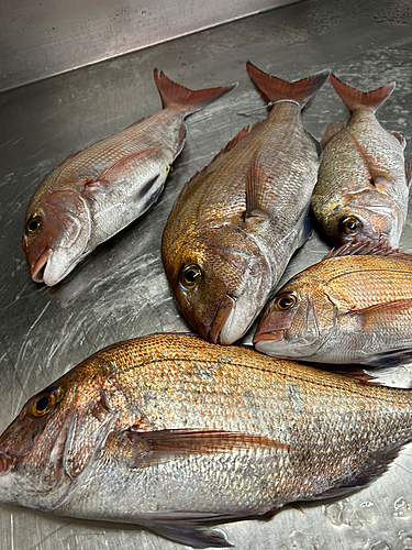 マダイの釣果