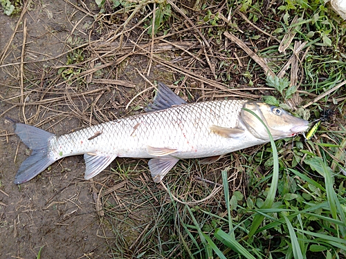 コイの釣果