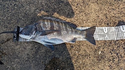 チヌの釣果