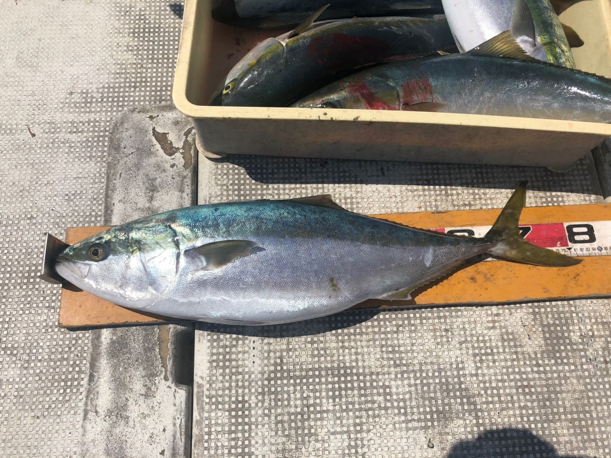 HSSEAWさんの釣果 2枚目の画像