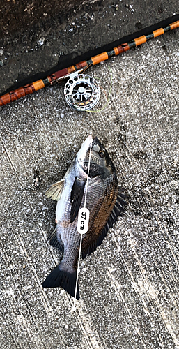 クロダイの釣果