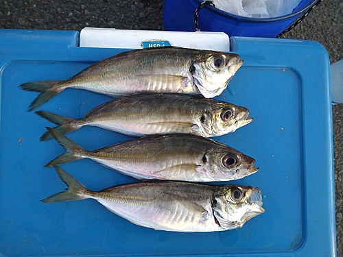 マアジの釣果