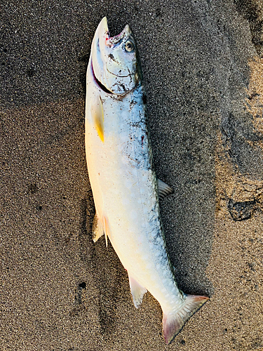 アメマスの釣果