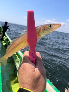 シロギスの釣果