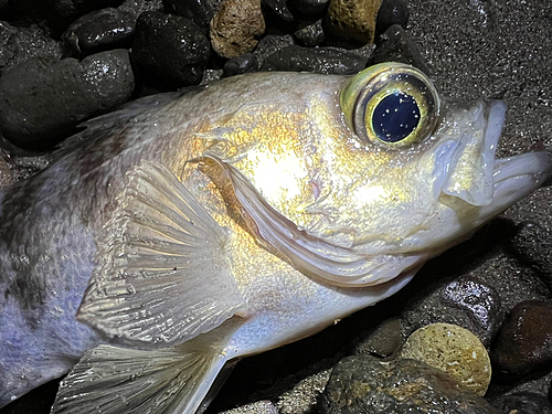 シロメバルの釣果