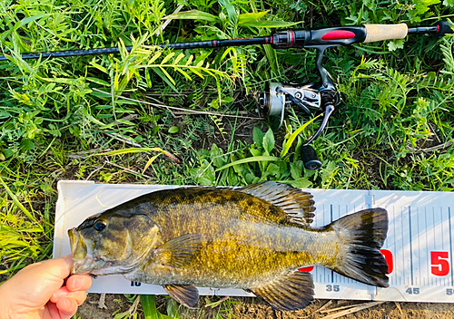 スモールマウスバスの釣果