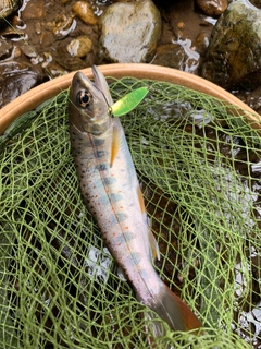 アマゴの釣果