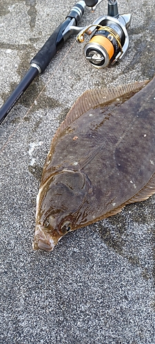 マガレイの釣果