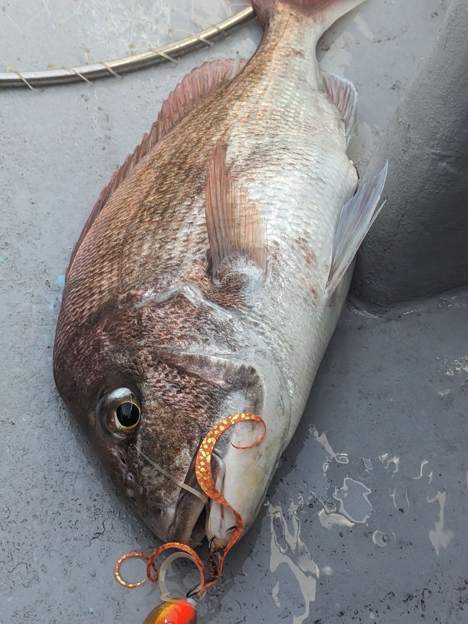 コジマだよっ！さんの釣果 3枚目の画像