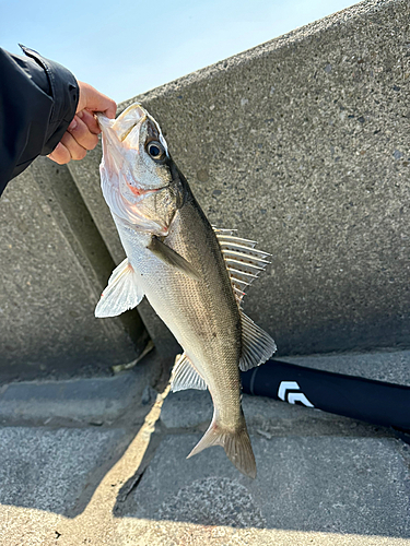 スズキの釣果