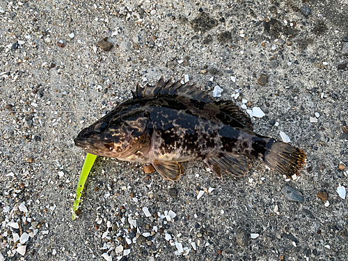 タケノコメバルの釣果