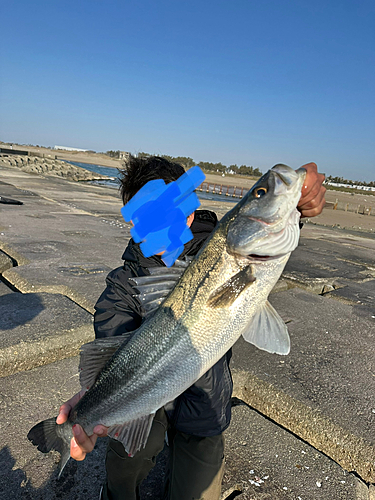 スズキの釣果