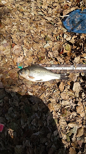 ヘラブナの釣果