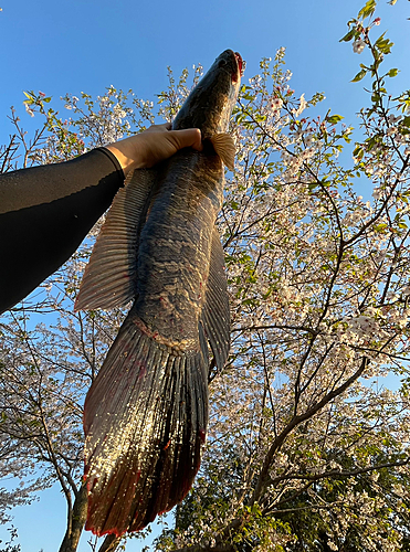 ライギョの釣果