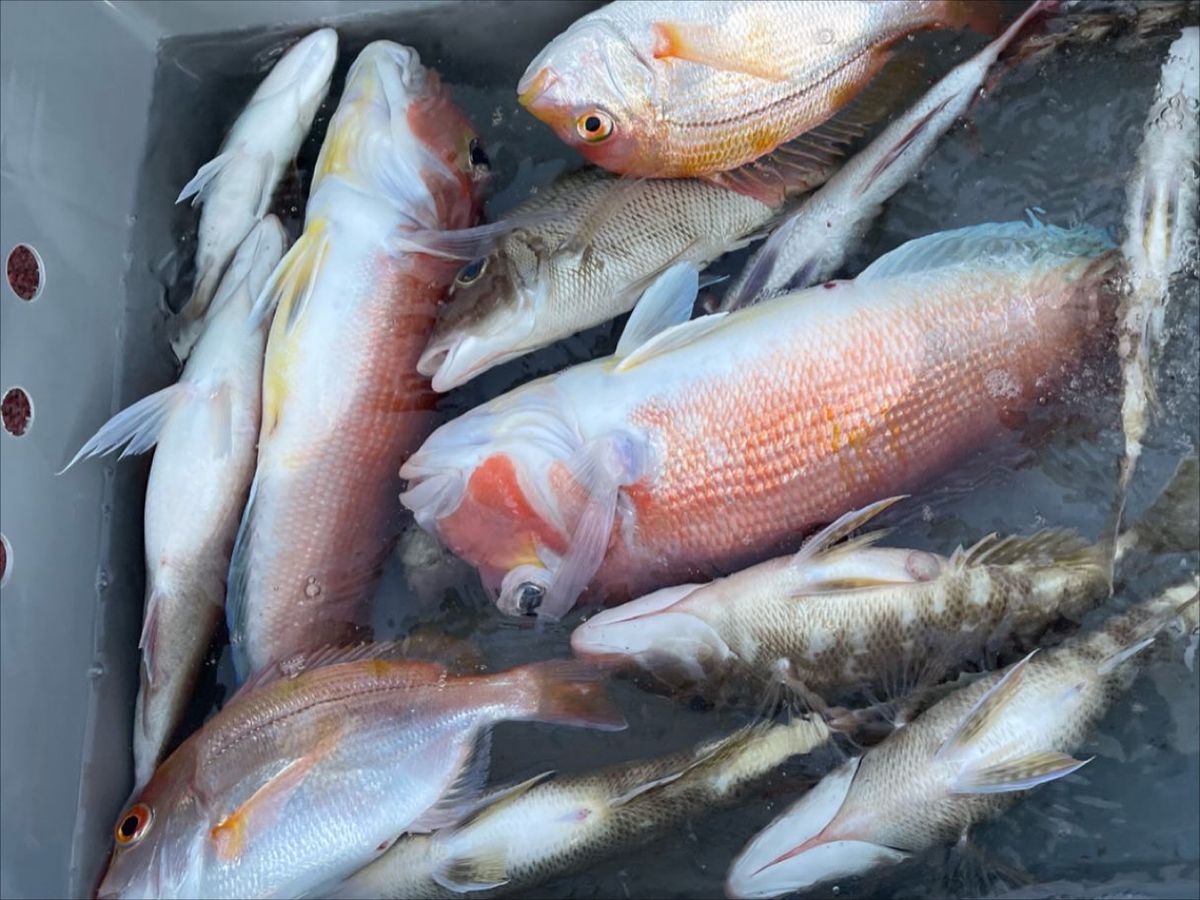 とっしさんの釣果 2枚目の画像