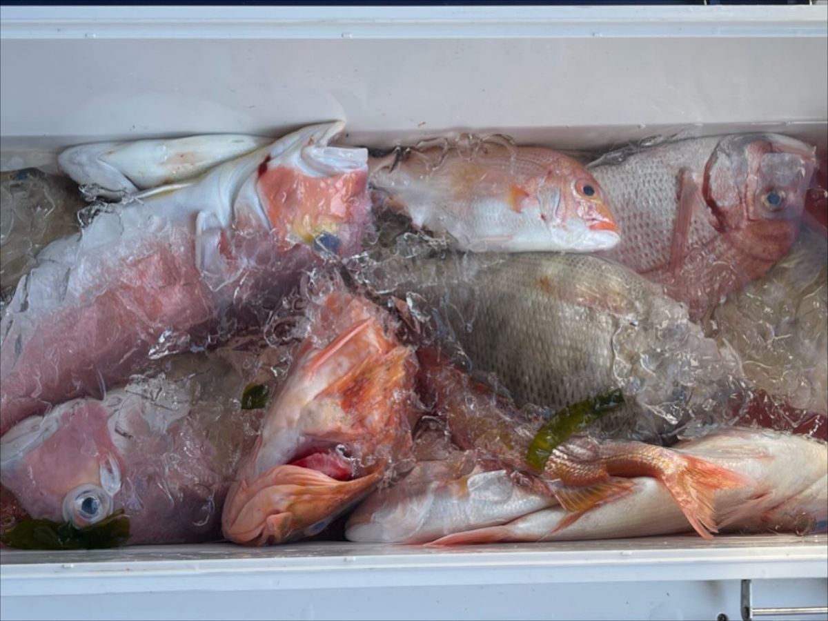 とっしさんの釣果 3枚目の画像