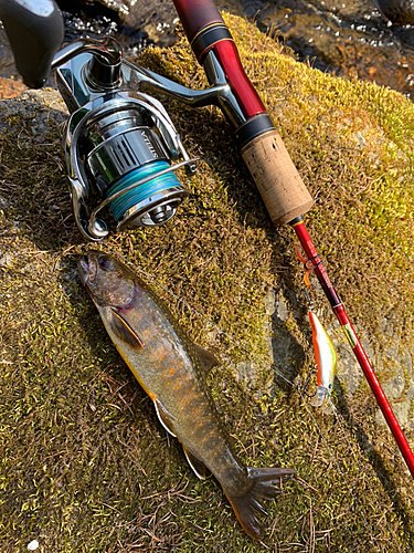 イワナの釣果