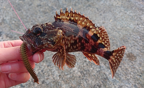 カサゴの釣果