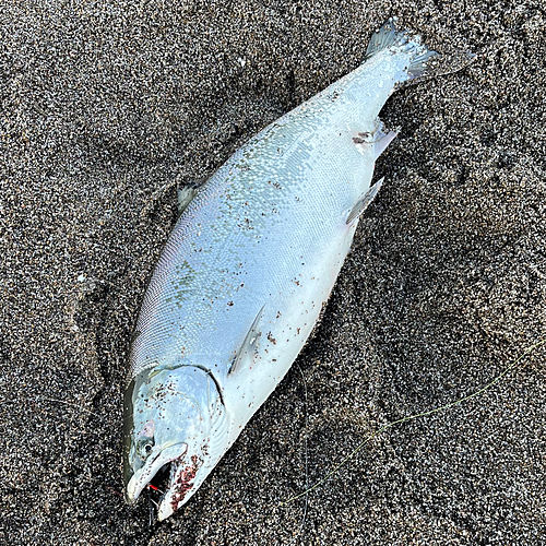 サクラマスの釣果