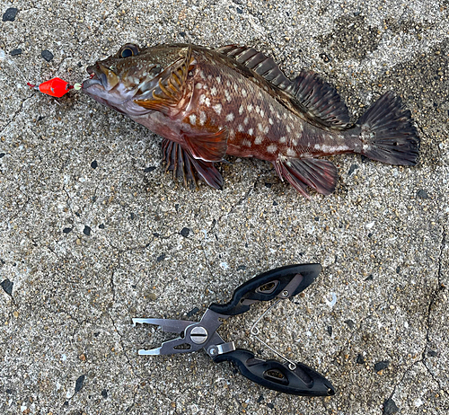 アラカブの釣果