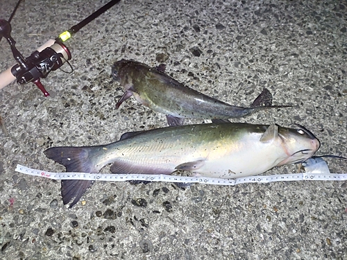 アメリカナマズの釣果