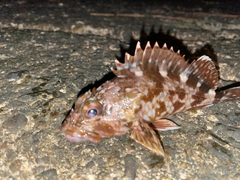 カサゴの釣果